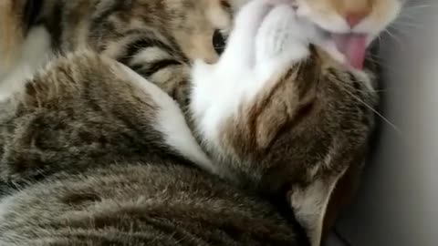 2 Cute Cats Licking Each Other