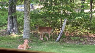 Deer and Golden Retriever Develop a Friendship