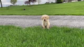 Defiant 9 week golden retriever learning to come