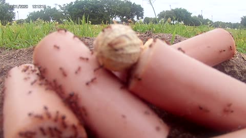 The meditation presents: (nature edition) up close and personal with ants.