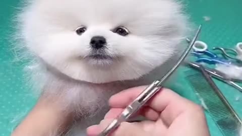 Cute puppy getting new hair cut 😍😍