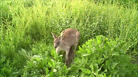 Baby Kangaroos & Joeys - CUTEST Compilation