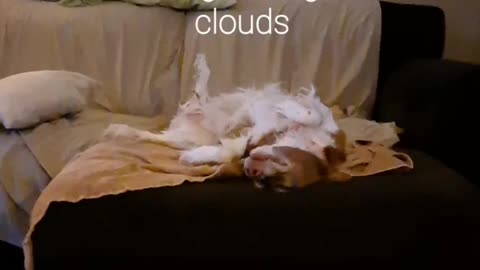 Doggo Prancing through the Clouds