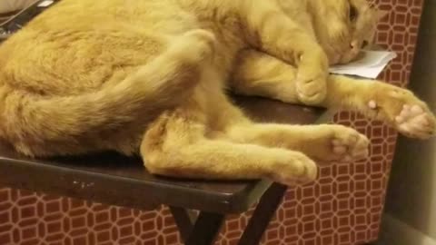 Lazy Cat after Calming Treats and Fight over Napping Spot