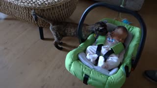 Cats meet new baby