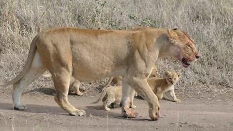 Six Lion Cubs Enjoy Their First Outdoor Adventure With Their Mother