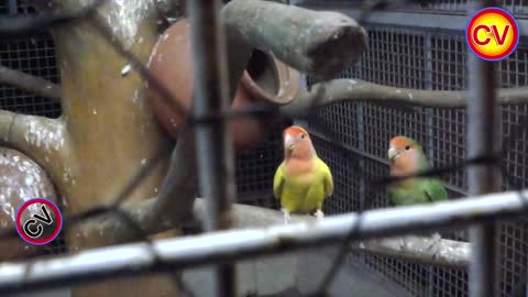 Beautifull Love Birds In the Park - Most Beautiful Birds - Crazyvideos #12