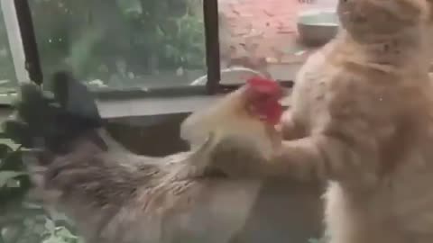 Boxing chicken vs cat