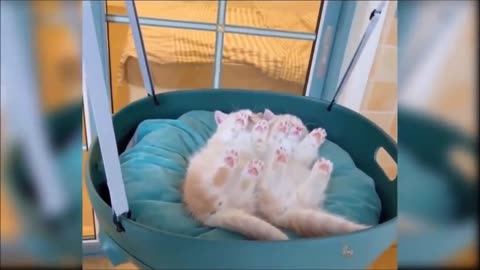 🐈 😂 🤣 Cats Doing Funny Things, Try Not to Laugh