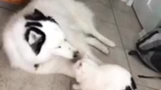 Alpha cat slams husky to the ground