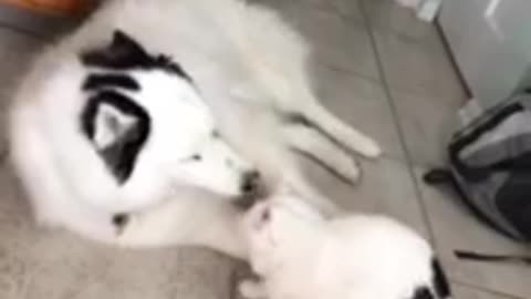 Alpha cat slams husky to the ground