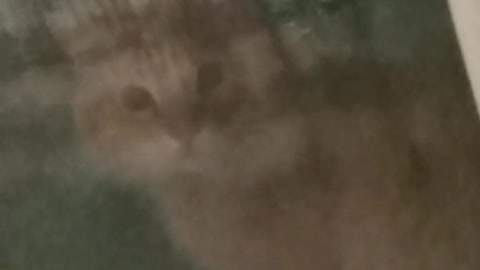 My cat looks at me through window