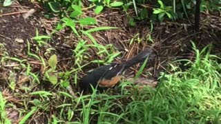 Another Eastern Towhee