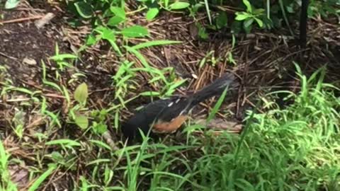 Another Eastern Towhee