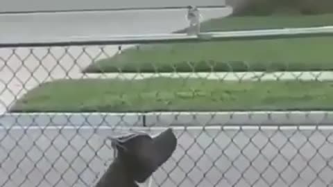 pitbull playing with bird endup eating the bird.....