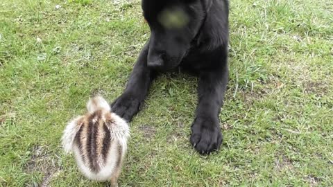 Puppy and newborn rhea become fast friends