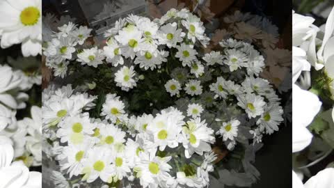 Декоративная ромашка на даче.Подарок мужа Decorative chamomile in the country. Husband's gift