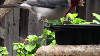 # Back Yard Birds Hawai’i Red Crested Cardinal Female