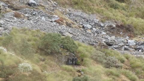 Himalayan Bull Tahrs Blend Well With New Zealand's West Coast Landscape