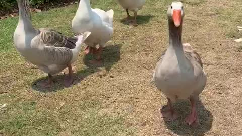 Funny Animals! A boy is running away from huge amounts of Duck!