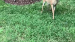 Deer gone wild