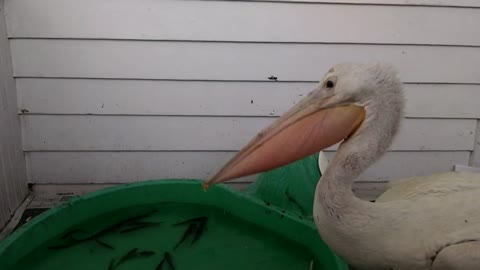 Pelican eating fish!