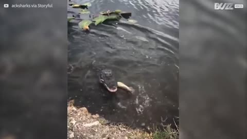 Crafty alligator steals fisherwoman's fish