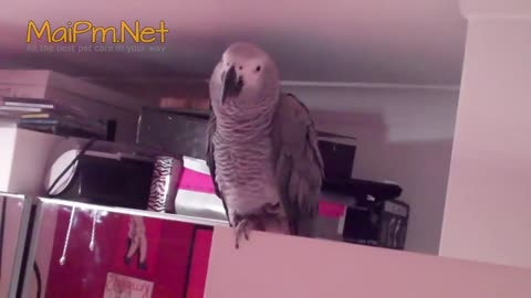 Funny parrot - A Cute Funny Parrot Talking Videos Compilation HD