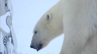 Flirting Polar Bear