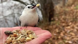 Hand-Feeding the White-Breasted Nuthatch in Slow Motion.