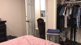 Gigantic Case Of Zoomies Puts Giant Newfoundland Pup In Crazy Mode