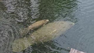 Manatee with a newborn baby