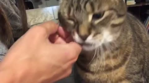 ASMR cat petting