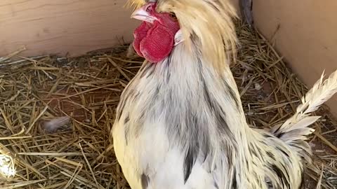 Inside the Chicken Compound!