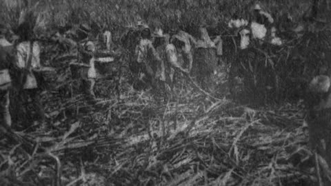 Cutting Sugar Cane (1902 Original Black & White Film)