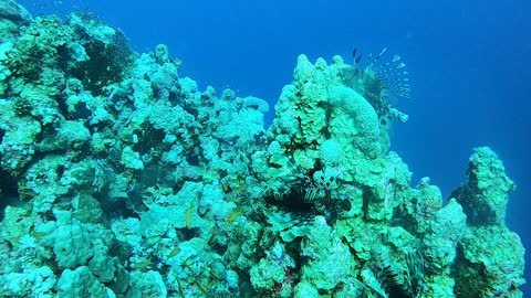 Coral reef and water plants in the Red Sea, Dahab, blue lagoon Sinai Egypt 17