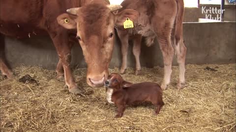 Courageous dog tries to befriend big hungry cow