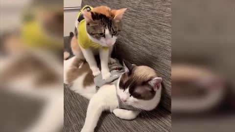 Baby Cat massage his Sister with her feet !