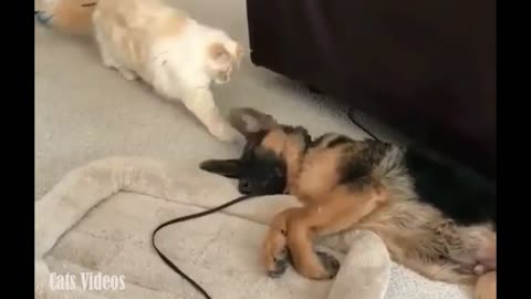 A Cat Trying To Catch A Dog's Ear Asleep.