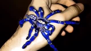 Have You Ever Seen a Blue Tarantula?