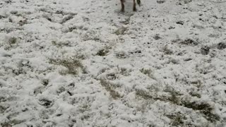 Black and tan dog play outside in the snow