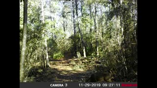Trail Cam 8