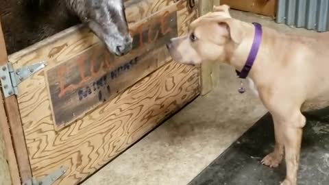 Sweet Doggy Greets Every Horse In The Stable
