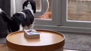 Doggy Curious About Cat Using Pet Door