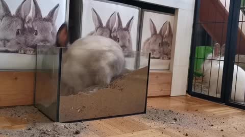 Giant rabbit digging in a bottle