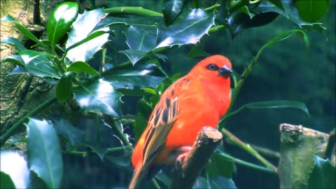 Bird Singing in Nature, Listen is Amazing