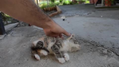 How to immobilize a kitten