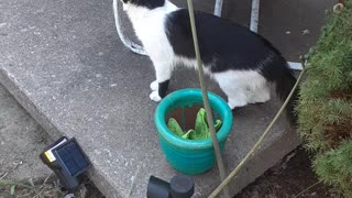 Kitties outside on they're porch,and on they're yard..Pt.2..