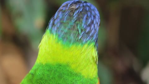 beautiful parrot nice