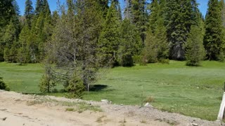 Beautiful Sierra Nevada meadow